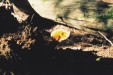 Thumbnail f1000012.jpg: Fungus on deadfall, Lighthouse Point Trail (113x75)